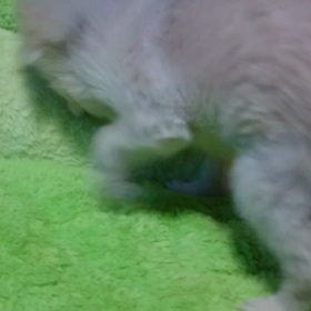 ｻﾌﾞﾛｳとﾅﾂｵの居る風景 その7の画像