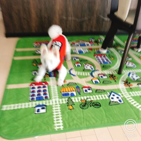 高齢犬　ツチコはまだまだ元気です！の画像