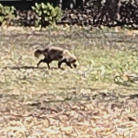 たぬきに遭遇の画像