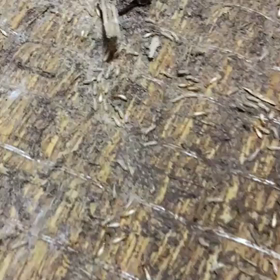 虫嫌いな方～動画は見ないでくださいねの画像