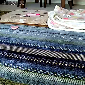 今日のコッタちゃんの画像