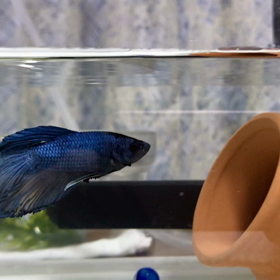 10月のナイト君ゆったり泳ぐの画像