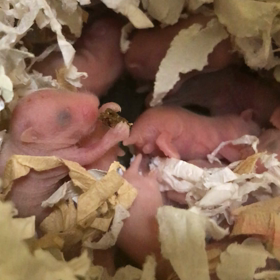 ゴルハムクリーム　生後6日目の画像