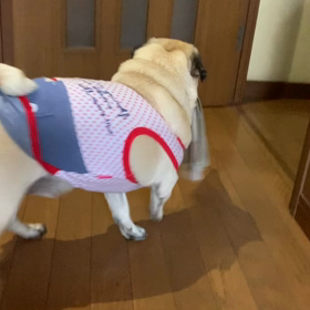 今日のさくらももこの画像