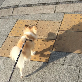 ルンルンだものの画像