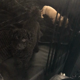 仲良しこよし。の画像