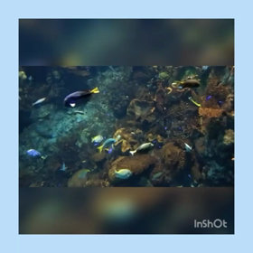 大阪に行きました♡海遊館♡動画♡の画像