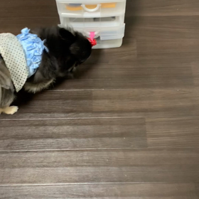 しつけ教室⑰の画像