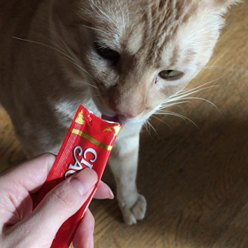 おやつの時間ฅ( ̳• ·̫ • ̳ฅ)にゃの画像