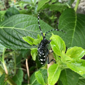 またぁやってきたの画像