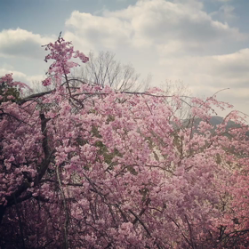 しだれ桜が満開の画像