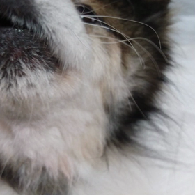 さて問題ですの画像