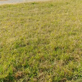 いつかの、多摩川の画像