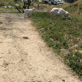 放し飼いは正解の画像