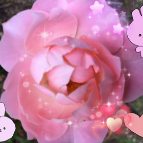 また咲きますの画像