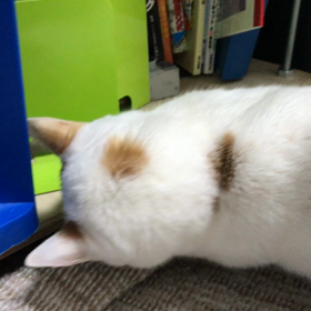 2018.02.19：テンの遊び。の画像