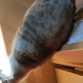 この辺りを治めているムーミン猫の画像