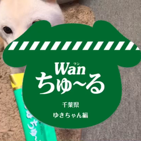 ワンちゅ〜る♪の画像