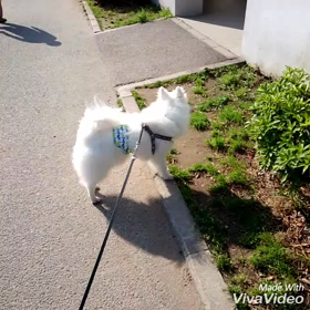 今朝のお散歩♪の画像