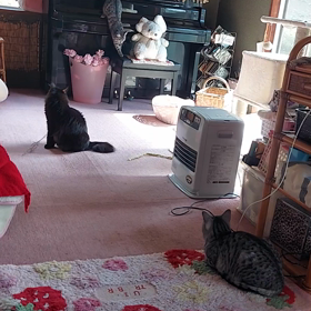 なかなか、、遊べないよの画像