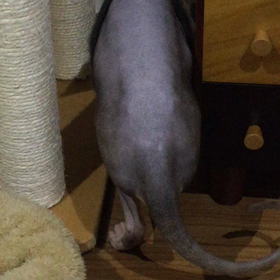 ニャンコとトミカの画像