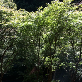 バレーボール観戦に 熱が入りますの画像