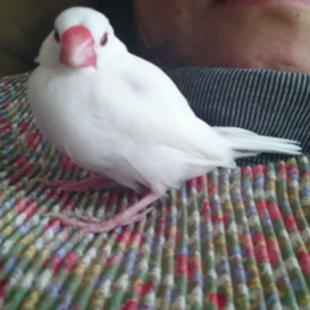 がんばってるの画像