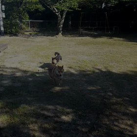 今日は、七夕(^ー^)朝からお散歩(笑)の画像