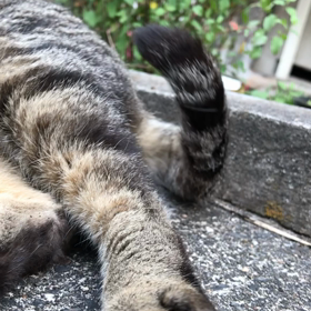 子どもの日の画像