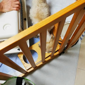 新人ちゃんいらっしゃい♪の画像