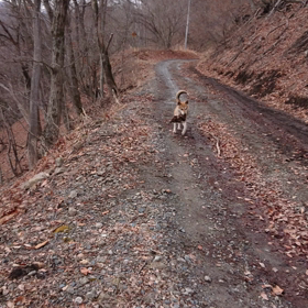 今日もお山に犬の散歩の画像