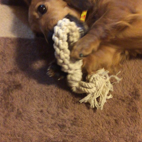 ついに！！！やってきたわんこ。の画像