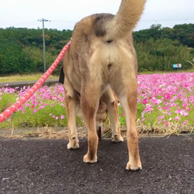 お久ぁ╰(*´︶`*)╯♡の画像