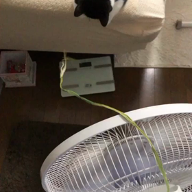 猫ちんの遊びの画像