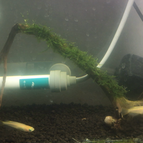 水槽の濁り(@_@)の画像