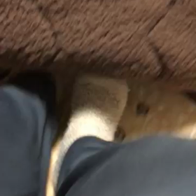 コタツの中から…の画像