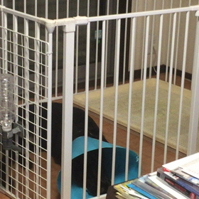 エリマキ、早く取れるといいねの画像