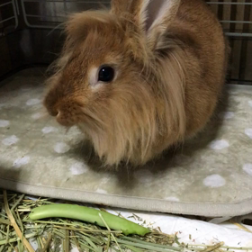 チャコちゃん　ブロッコリー大好きの画像