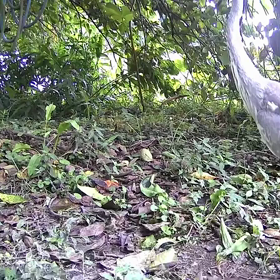 すぎぴたんの事件簿シーズン3　37話（大物登場）の画像