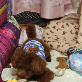 今日のレオちゃん・・☆の画像