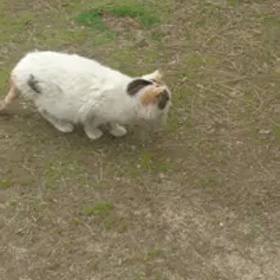 しらゆきちゃん動画シリーズの画像