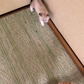 朝の運動の画像