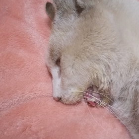 最期の…。の画像