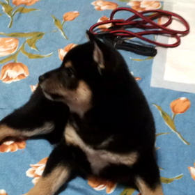 やんちゃすよ、蘭くん。の画像