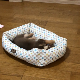 ひっくり返る耳の画像