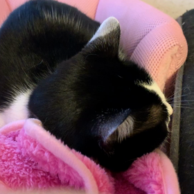 知らんがにゃの画像