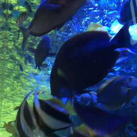 泳げな〜いオンナの画像