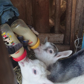 出産後、母親が亡くなったそうですの画像