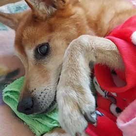 柴犬のナダル君❗の画像