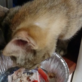 #猫ちゃんの画像